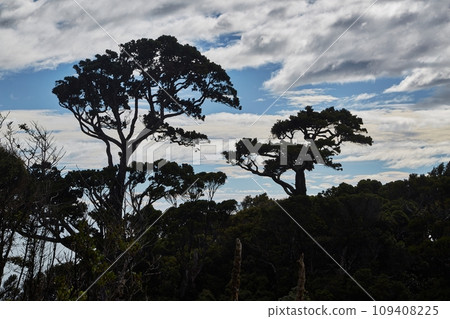 Forest tree silhouettes against cloudy sky Forest tree silhouettes against cloudy sky 109408225