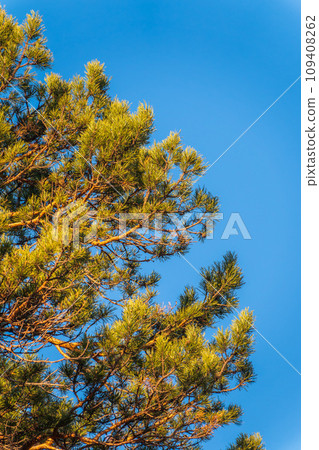 Green pine tree with long needles on a background of blue sky. Freshness, nature, concept. Green pine tree with long needles on a background of blue sky. Freshness, nature, concept. 109408262