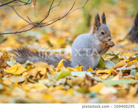 Autumn squirrel with nut sits on green grass with fallen yellow leaves Autumn squirrel with nut sits on green grass with fallen yellow leaves 109408295