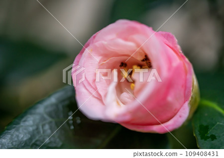 Pink camellia Pink camellia 109408431