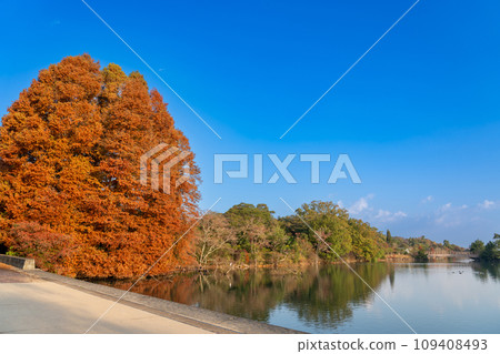 Dohaku Pond and a large metasequoia tree with autumn leaves in Daisei Forest Park, Suzuka City, Mie Prefecture 109408493
