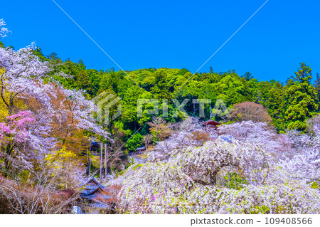 Cherry blossoms in full bloom in the precincts of Hasedera Temple 109408566