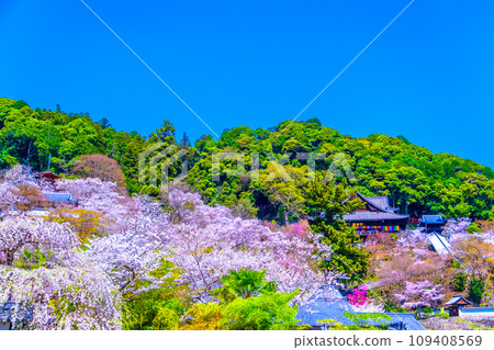 Cherry blossoms in full bloom in the precincts of Hasedera Temple 109408569