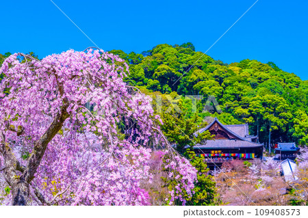 長谷寺正殿和盛開的櫻花 長谷寺正殿和盛開的櫻花 109408573
