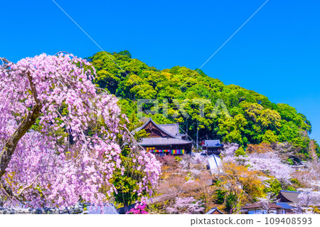 Cherry blossoms in full bloom in the precincts of Hasedera Temple Cherry blossoms in full bloom in the precincts of Hasedera Temple 109408593