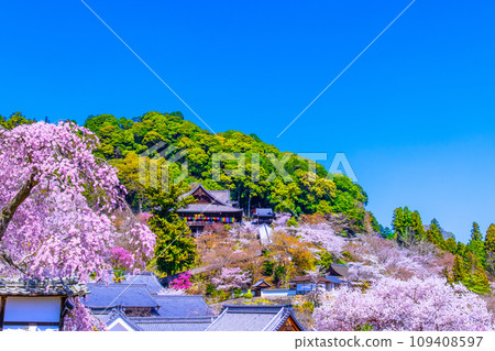 Cherry blossoms in full bloom in the precincts of Hasedera Temple Cherry blossoms in full bloom in the precincts of Hasedera Temple 109408597
