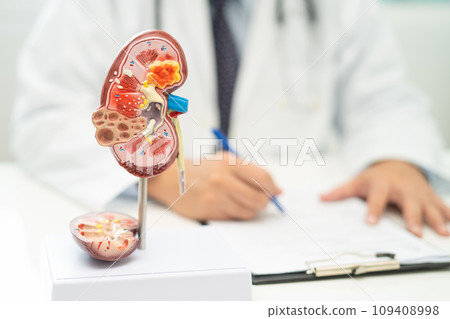 Kidney disease, Chronic kidney disease ckd, Doctor with human model to study and treat in hospital. 109408998
