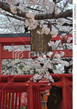 [愛知縣] 名古屋市西區和德稻荷神社鳥居和櫻花 109409027