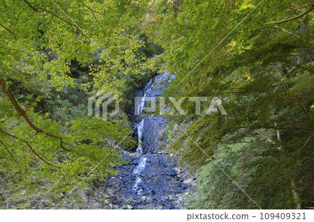 Autumn leaves at Shuzenji Asahi Falls Autumn leaves at Shuzenji Asahi Falls 109409321