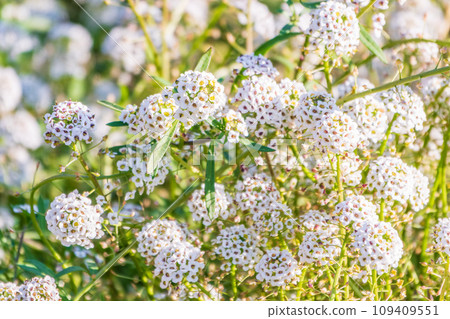 Dainty purple and white flowers of Lobularia maritima Alyssum maritimum, sweet alyssum or sweet alison 109409551