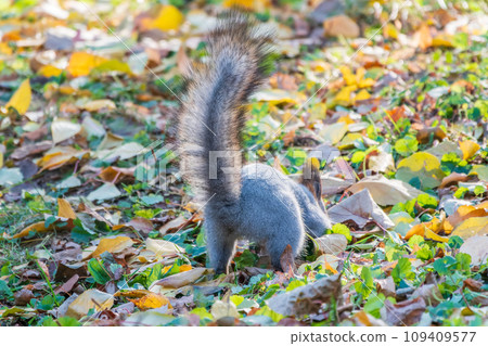 Squirrel in autumn hides nuts on the green grass with fallen yellow leaves Squirrel in autumn hides nuts on the green grass with fallen yellow leaves 109409577