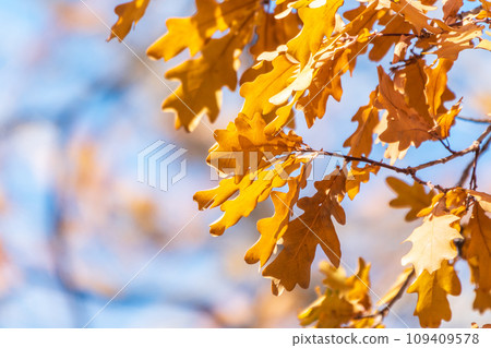 Oak branches with yellow leaves in autumn park Oak branches with yellow leaves in autumn park 109409578