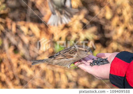Sparrow eats seeds from a man's hand Sparrow eats seeds from a man's hand 109409588