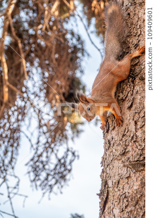 Squirrel sitting upside down on a tree trunk. The squirrel hangs upside down on a tree against colorful blurred background. Close-up. Squirrel sitting upside down on a tree trunk. The squirrel hangs upside down on a tree against colorful blurred background. Close-up. 109409601