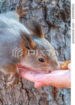 A squirrel in the autumn eats nuts from a human hand. Eurasian red squirrel, Sciurus vulgaris A squirrel in the autumn eats nuts from a human hand. Eurasian red squirrel, Sciurus vulgaris 109409602