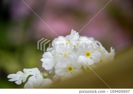 白色的報春花花 109409897