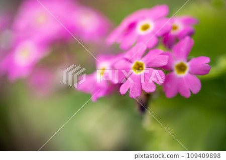 粉紅色的報春花花 109409898