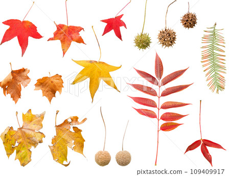 Cutout material set - fallen leaves and fruits Cutout material set - fallen leaves and fruits 109409917