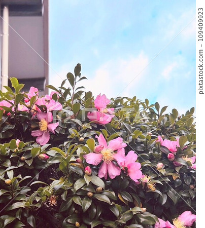 樓前茶梅盛開 109409923
