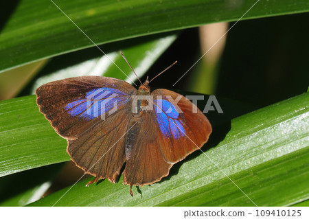Purple swallow (female) 109410125