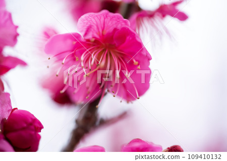 早春紅梅盛開 早春紅梅盛開 109410132