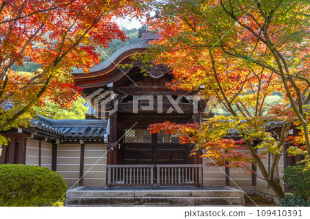 秋天的京都,永觀堂(善林寺)美麗的秋葉和唐門 秋天的京都,永觀堂(善林寺)美麗的秋葉和唐門 109410391