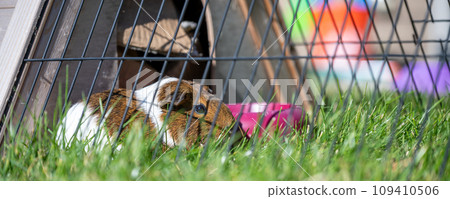 selective focus on grass near a Guinea pig in an outdoor cage with grass, a water bowl, and shelter. 109410506