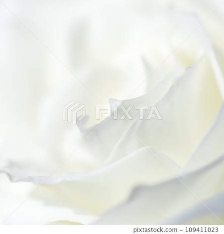 Abstract floral background, white rose flower petals. Macro flowers backdrop for holiday design. Soft focus. 109411023