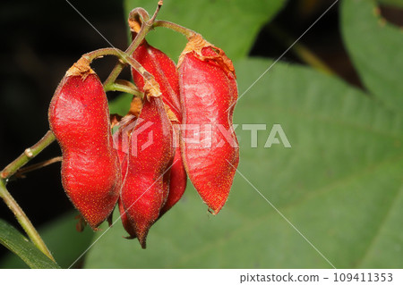 櫻桃番茄豆 櫻桃番茄豆 109411353