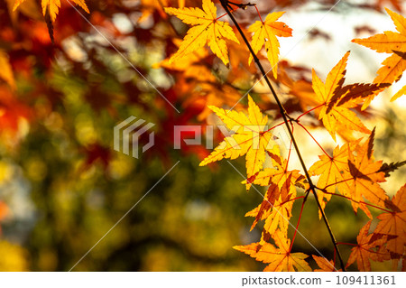 Autumn foliage viewing at Mt. Rokko Autumn foliage viewing at Mt. Rokko 109411361