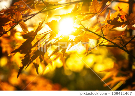 Autumn leaves of Mt. Rokko in the sunlight Autumn leaves of Mt. Rokko in the sunlight 109411467