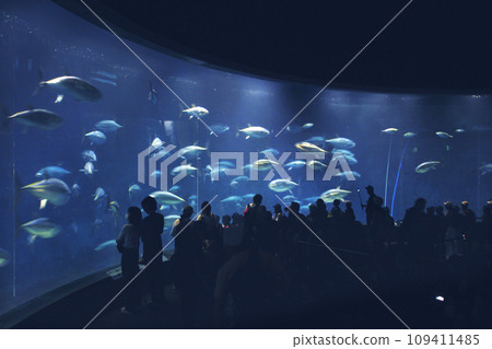 The sight of a large school of tuna swimming is so powerful that people in front of the tank hold their breath as they stare at it. Aquarium flower shape 109411485