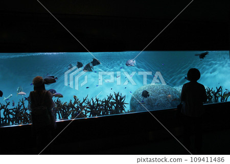 A huge water layer in an aquarium where fish of all sizes swim around. That beautiful blue world is another world 109411486