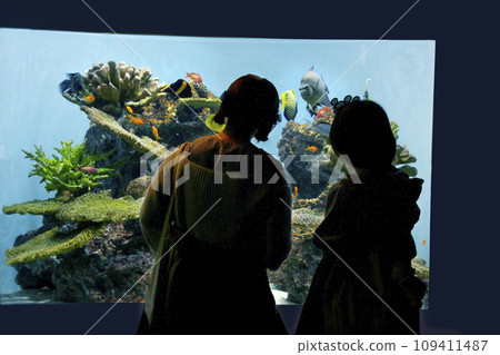 Fish swimming around coral rocks. Red fish, yellow horizontal striped fish, black fish, vertical striped fish, etc. 109411487