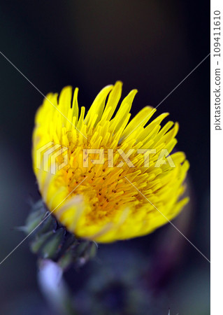 Natural light, strobe, and macro lens close-up photography of the poppy flower in a fantastic portrait style. Natural light, strobe, and macro lens close-up photography of the poppy flower in a fantastic portrait style. 109411610