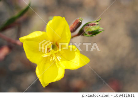 Yellow evening primrose flowers (natural light, macro lens close-up) 109411611