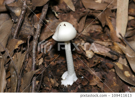 光滑潔白美麗的幼菇(自然光、頻閃、微距鏡頭特寫) 光滑潔白美麗的幼菇(自然光、頻閃、微距鏡頭特寫) 109411613