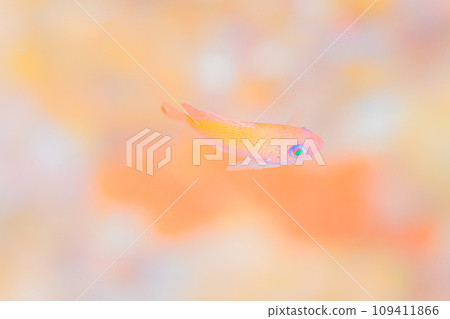 新生兒 109411866