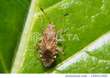 Woolly stink bug Woolly stink bug 109411900