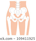 Simple and easy to understand illustration of the pelvis 109411925