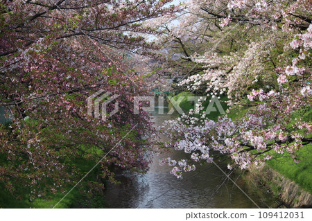 櫻花粉紅色盛開 櫻花粉紅色盛開 109412031