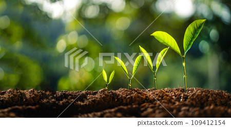 trees growing on the ground 109412154