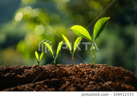 trees growing on the ground 109412155