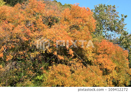 Autumn leaves of Confucius tree 109412272