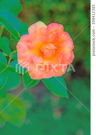 滿屋鮮花,四季不同,玫瑰園,花瓣美麗,粉紅玫瑰在初秋的微風中搖曳 滿屋鮮花,四季不同,玫瑰園,花瓣美麗,粉紅玫瑰在初秋的微風中搖曳 109412385