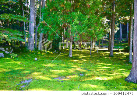 Moss Village Hiyo Shrine Komatsu City Moss Village Hiyo Shrine Komatsu City 109412475