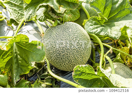 Close-up of cantaloupes growing in farmland in Yunlin, Taiwan. 109412516