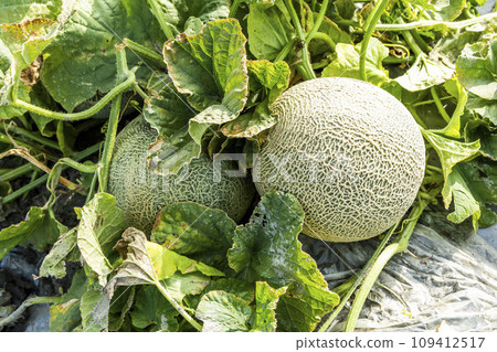Close-up of cantaloupes growing in farmland in Yunlin, Taiwan. Close-up of cantaloupes growing in farmland in Yunlin, Taiwan. 109412517