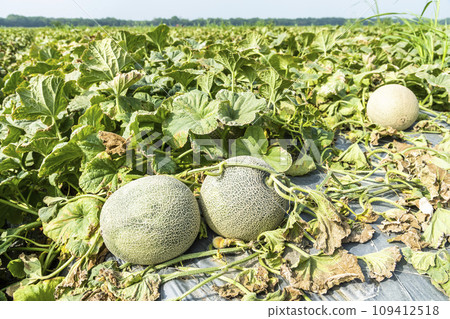 Close-up of cantaloupes growing in farmland in Yunlin, Taiwan. 109412518