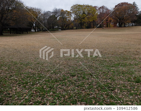 秋葉東京都大泉中央公園 秋葉東京都大泉中央公園 109412586